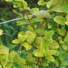 Саджанці жимолості Золотисто-сітчаста (черенкований) - 2-річний