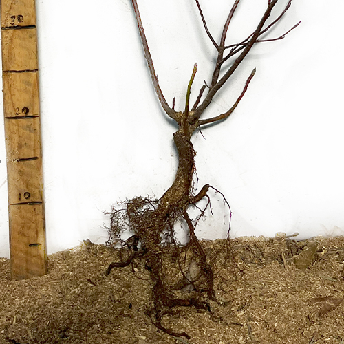 Саджанці ірги Зоряна Ніч - 1-річний