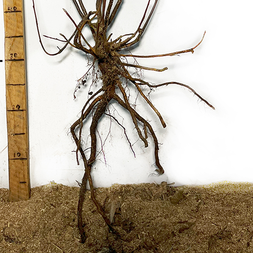 Саджанці ірги Мартін - 2-річний