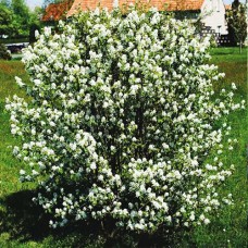 Саджанці ірги Декоративна (привитий) - 2-річний