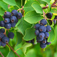 Саджанці ірги Форестбург (привитий) - 2-річний