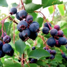 Саджанці ірги Ламарка (привитий) - 2-річний