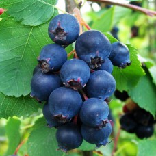 Саджанці ірги Мартін (привитий) - 2-річний