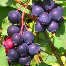 Саджанці ірги Менден (привитий) - 2-річний