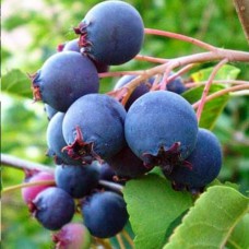 Саджанці ірги Принц Вільям (привитий) - 2-річний