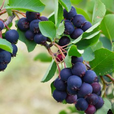 Саджанці ірги Слейт (привитий) - 2-річний