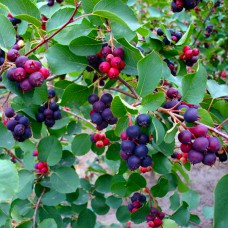 Саджанці ірги Смоукі (привитий) - 2-річний