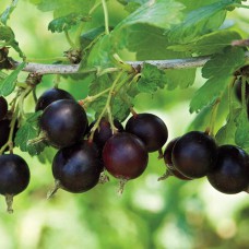 Саджанці йошти Моро (черенкований) - 1-річний