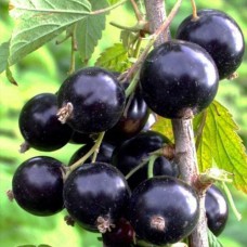 Саджанці йошти Рекст (черенкований) - 1-річний