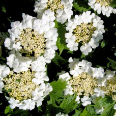 Саджанці калини Карликова (черенкований) - 1-річний