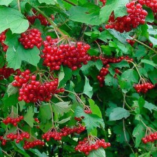 Саджанці калини Красуня (черенкований) - 1-річний