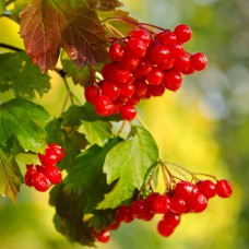 Саджанці калини Марія (черенкований) - 1-річний