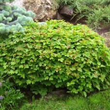 Саджанці калини Нанум (черенкований) - 1-річний