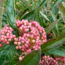 Саджанці калини Рожева Красуня (черенкований) - 1-річний