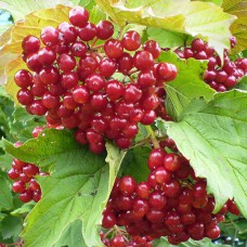 Саджанці калини Садова (черенкований) - 1-річний