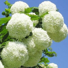 Саджанці калини Шаровидна (черенкований) - 1-річний