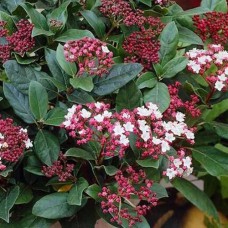 Саджанці калини Вічнозелена (черенкований) - 1-річний