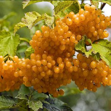 Саджанці калини Жовта (черенкований) - 1-річний