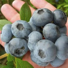 Саджанці лохини Аврора (черенкований) - 2-річний