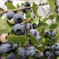 Саджанці лохини Берклі (черенкований) - 2-річний