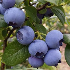 Саджанці лохини Блакитне Золото (черенкований) - 2-річний