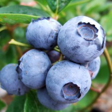 Саджанці лохини Блюрей (черенкований) - 2-річний