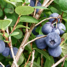 Саджанці лохини Бригітта Блу (черенкований) - 2-річний