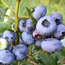 Саджанці лохини Чантиклер (черенкований) - 2-річний