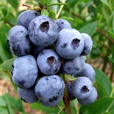 Саджанці лохини Чендлер (черенкований) - 2-річний