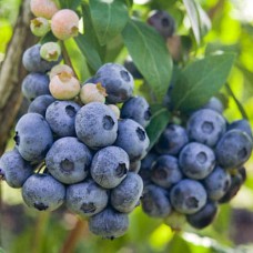 Саджанці лохини Дарроу (черенкований) - 2-річний