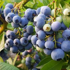 Саджанці лохини Денис Блю (черенкований) - 2-річний