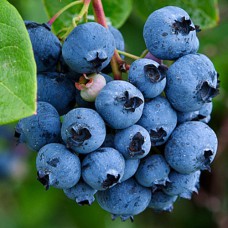 Саджанці лохини Джерсі (черенкований) - 2-річний