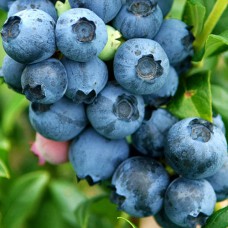 Саджанці лохини Ерлі Блю (черенкований) - 2-річний