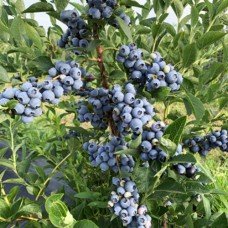 Саджанці лохини Гурон (черенкований) - 2-річний