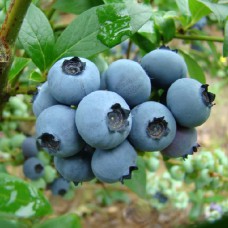 Саджанці лохини Пізня Синя (черенкований) - 2-річний