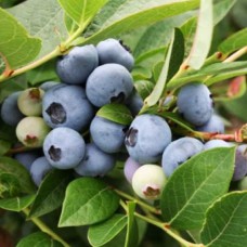 Саджанці лохини Легасі (черенкований) - 2-річний