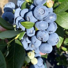 Саджанці лохини Ліберті (черенкований) - 2-річний