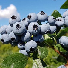 Саджанці лохини Нельсон (черенкований) - 2-річний