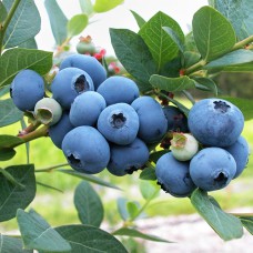 Саджанці лохини Північна Синя (черенкований) - 2-річний