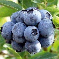 Саджанці лохини Патріот (черенкований) - 2-річний