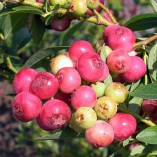 Саджанці лохини Пінк Беррі (черенкований) - 2-річний