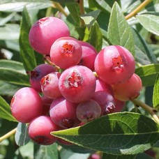 Саджанці лохини Пінк Лимонад (черенкований) - 2-річний