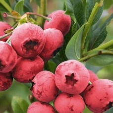 Саджанці лохини Пінк Шампань (черенкований) - 2-річний