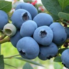 Саджанці лохини Рей (черенкований) - 2-річний