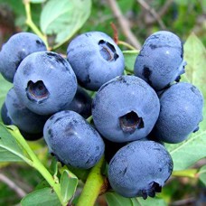 Саджанці лохини Сієра (черенкований) - 2-річний