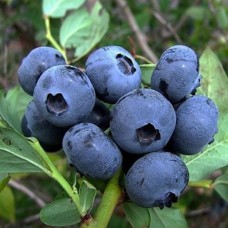 Саджанці лохини Спартан (черенкований) - 2-річний