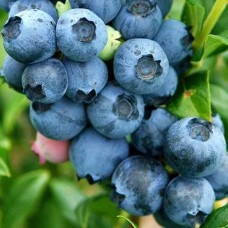 Саджанці лохини Топ Хат (черенкований) - 2-річний