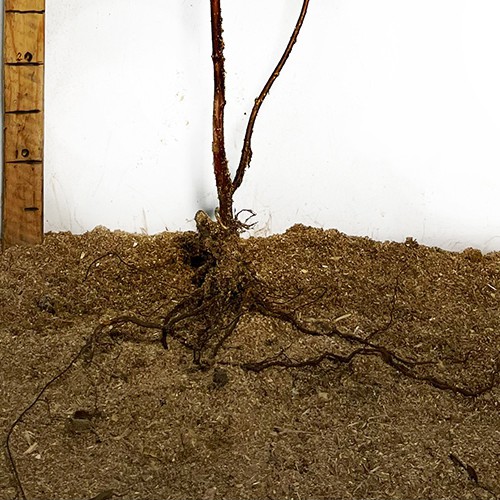 Саджанці тібетської малини Мяо Мяо