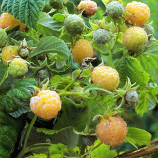 Саджанці малини Альт Голд (черенкований) - 1-річний