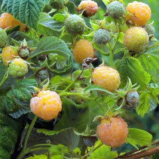 Саджанці малини Ананасна Вигорова (черенкований) - 1-річний